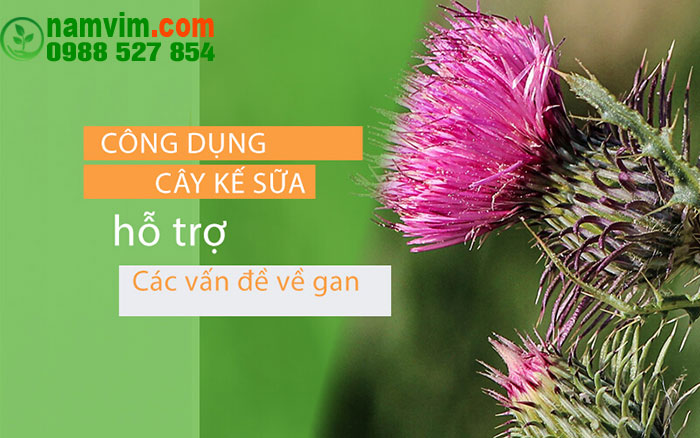 Cay Ke Sua Co Tac Dung Ho Tro Cac Van De Ve Gan