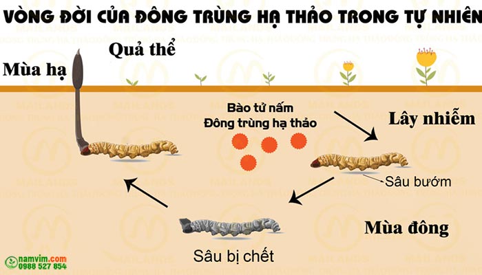 Vong Doi Hinh Thanh Cua Dong Trung Ha Thao Tieng Anh Trong Tu Nhien